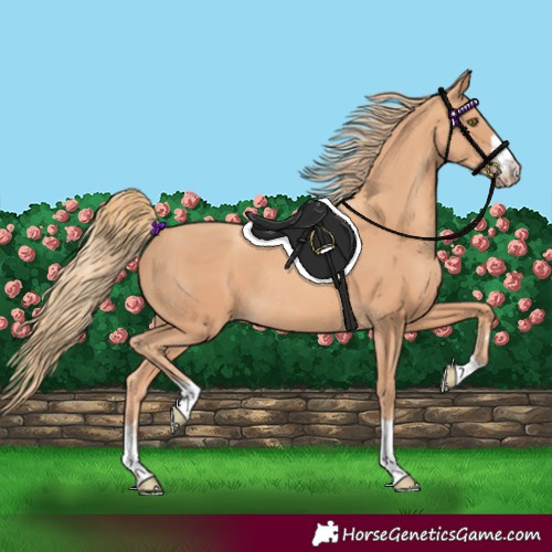 Horse Color:Gold Champagne Rabicano 