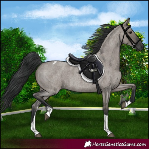 Horse Color:Grullo Roan Tobiano 