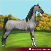 Horse Color:Grullo Roan Tobiano