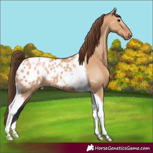 Horse Color:Bay Dun Tobiano Appaloosa
