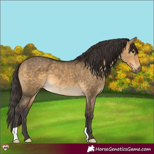Horse Color:Buckskin Dun 