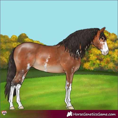 Horse Color:Bay Sabino 