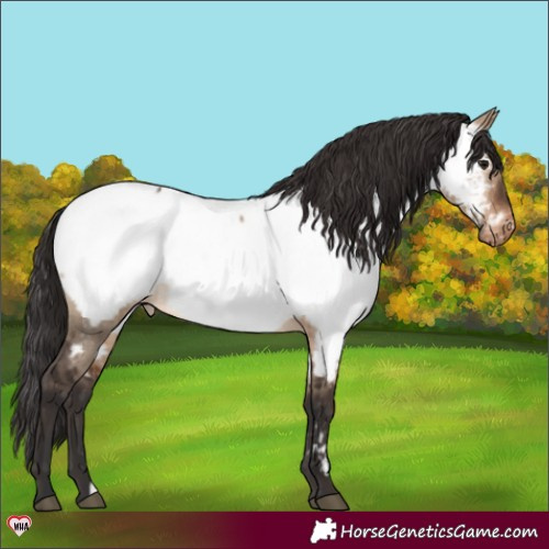 Horse Color:Brown Dun Appaloosa Brindle 