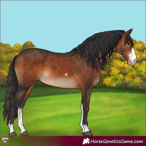 Horse Color:Brown Sabino 