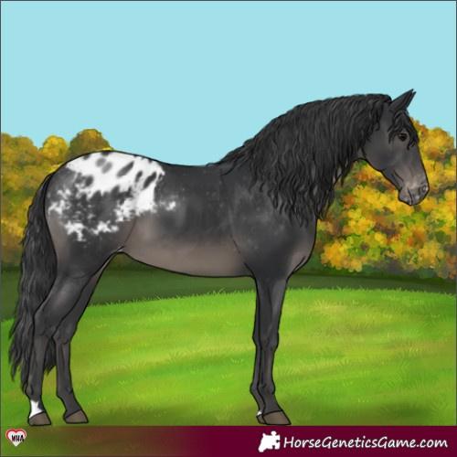 Horse Color:Black Appaloosa 