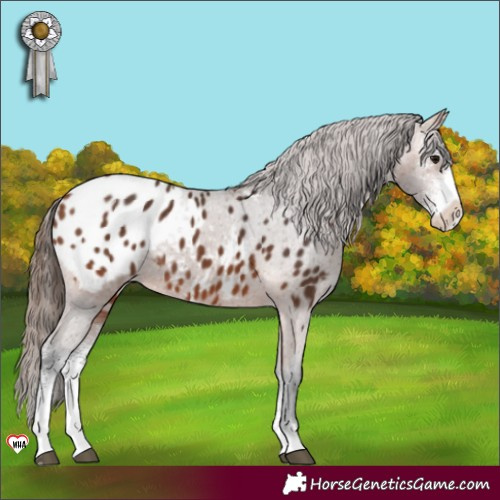 Horse Color:Bay Sabino Appaloosa 