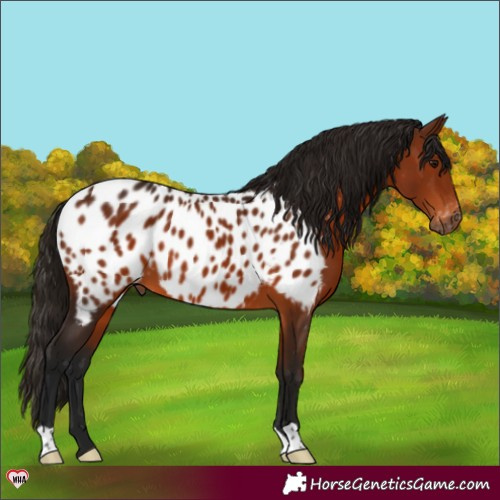 Horse Color:Gray Bay Appaloosa 