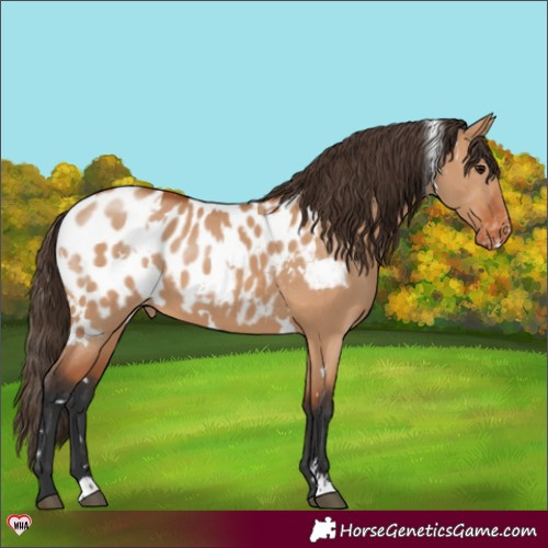 Horse Color:White Spotted Bay Dun Appaloosa 