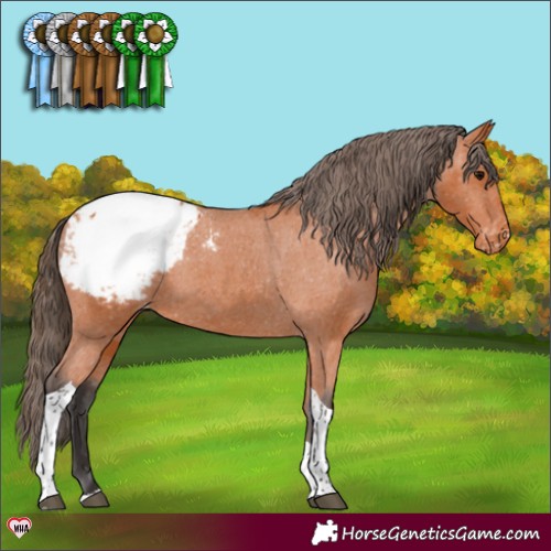 Horse Color:Bay Tobiano Appaloosa 