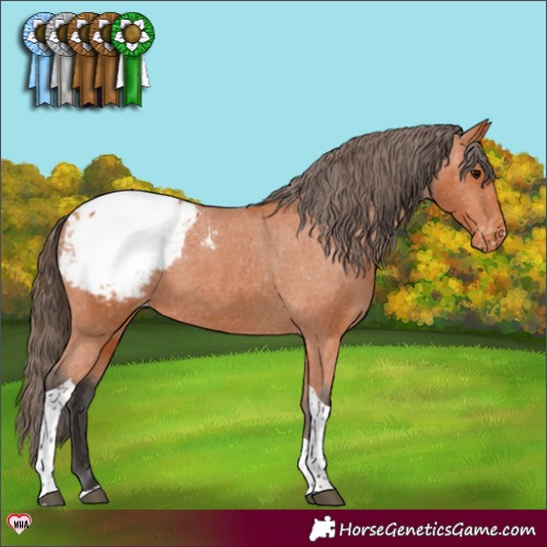Horse Color:Bay Tobiano Appaloosa 