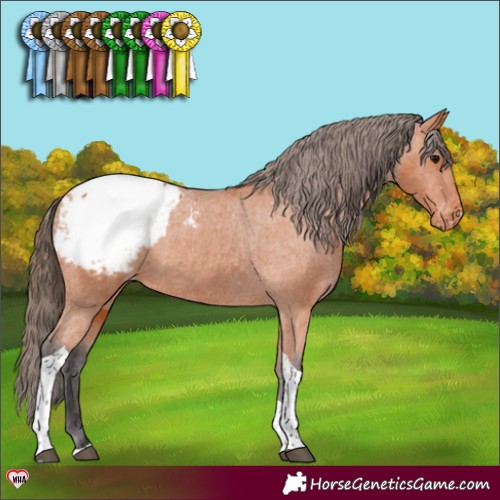 Horse Color:Bay Tobiano Appaloosa 