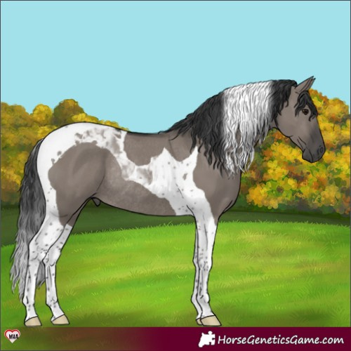 Horse Color:Grullo Tobiano Rabicano 