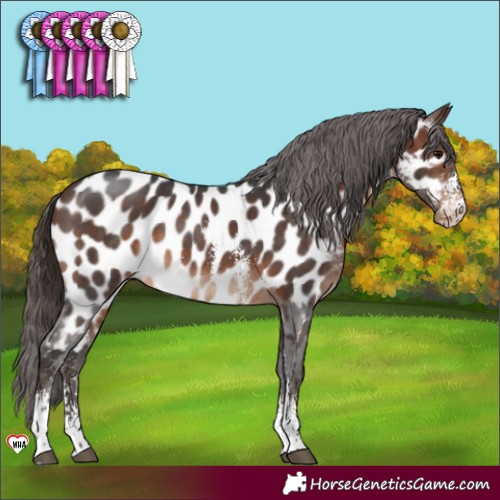 Horse Color:Brown Sabino Appaloosa 