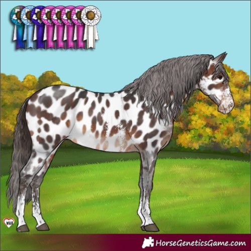 Horse Color:Brown Sabino Appaloosa 