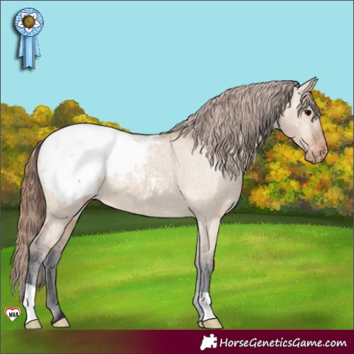 Horse Color:Bay Dun Appaloosa 
