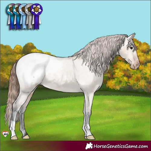 Horse Color:Bay Dun Appaloosa 