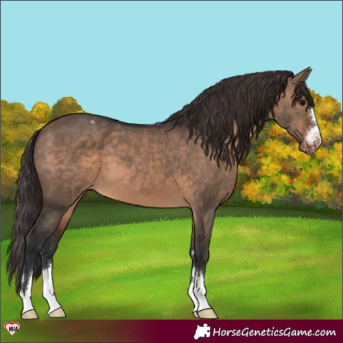 Horse Color:Brown Dun Varnish 