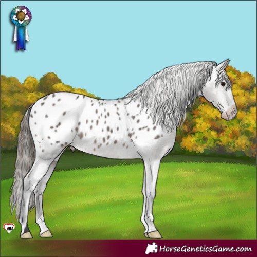 Horse Color:Grullo Varnish 