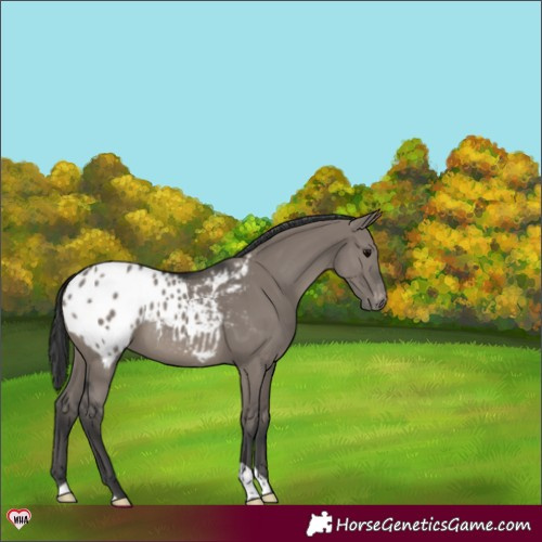 Horse Color:Grullo Appaloosa 