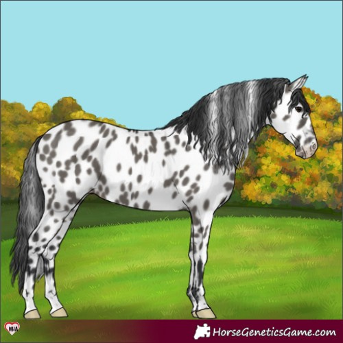 Horse Color:Grullo Near Leopard 