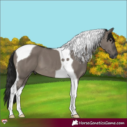 Horse Color:Gray Grullo Tobiano 