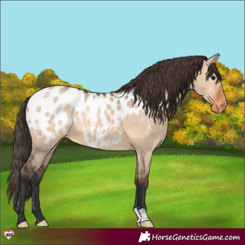 Horse Color:Bay Dun Appaloosa 