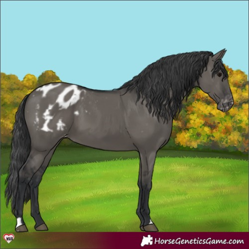 Horse Color:Grullo Varnish 