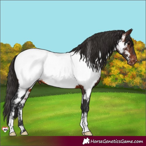 Horse Color:Brown Appaloosa 