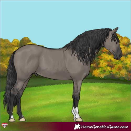 Horse Color:Grullo 