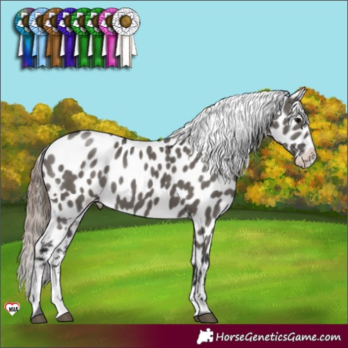 Horse Color:Grullo Sabino Near Leopard Brindle 
