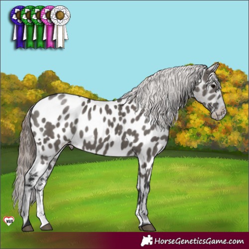 Horse Color:Grullo Sabino Appaloosa Brindle 