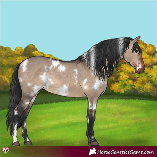 Horse Color:White Spotted Brown Dun 