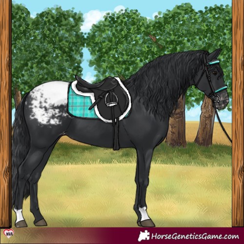 Horse Color:Black Appaloosa 