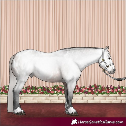 Horse Color:Gray Bay Roan Appaloosa 