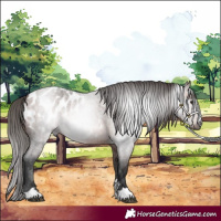 Horse Color:Gray Bay Roan Appaloosa