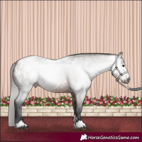 Horse Color:Gray Bay Roan Appaloosa 