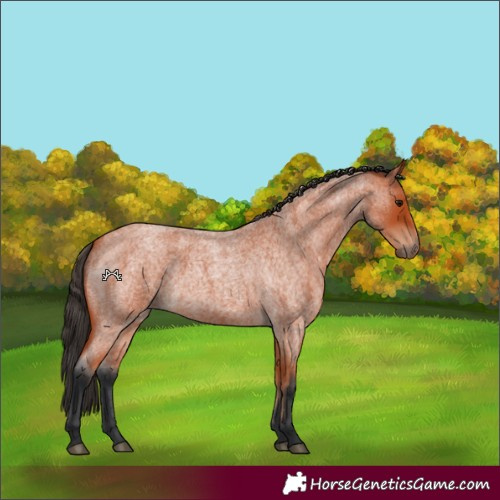 Horse Color:Bay Roan 