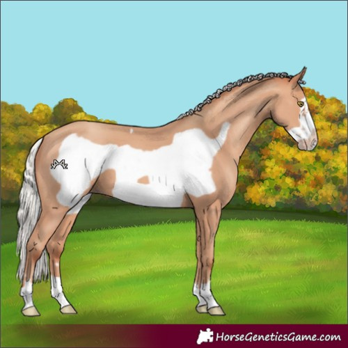 Horse Color:Silver Amber Champagne Frame 