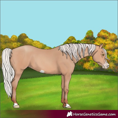 Horse Color:Silver Amber Champagne Frame 