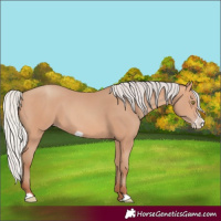 Horse Color:Silver Amber Champagne Frame 