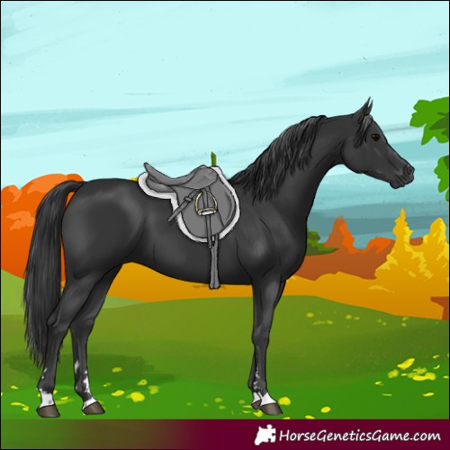 Horse Color:Black 