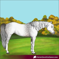 Horse Color:Gray White Spotted Brown 
