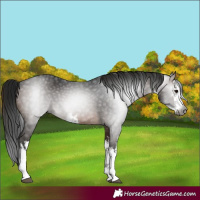 Horse Color:Gray White Spotted Brown 
