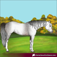 Horse Color:Gray White Spotted Brown