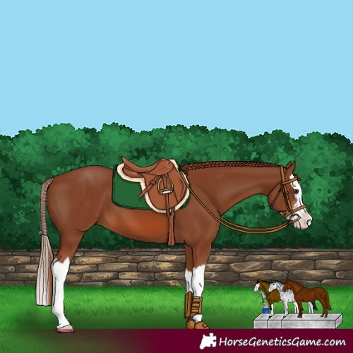 Horse Color:White Spotted Chestnut Splash 