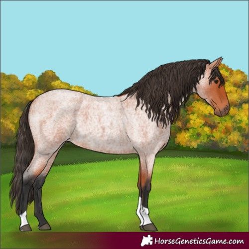 Horse Color:Bay Roan Tobiano