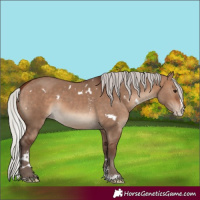 Horse Color:White Spotted Silver Brown Dun Sabino Splash