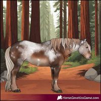 Horse Color:White Spotted Liver Chestnut