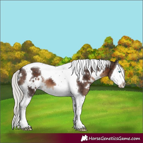 Horse Color:White Spotted Silver Brown Splash Tobiano 