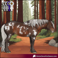 Horse Color:White Spotted Silver Brown